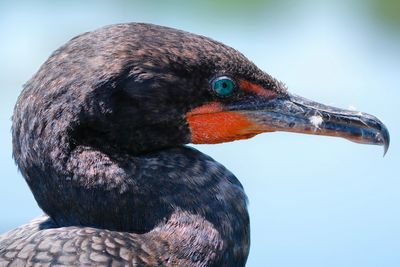 Closeup with a cormorant