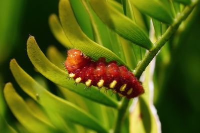 Atala caterpillar