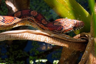 Corn snake closeup