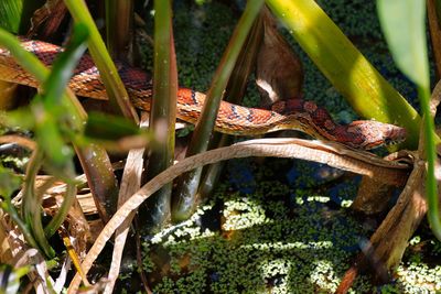 Beautiful corn snake
