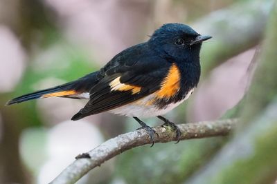 American redstart - male