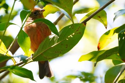 Juvenile male summer tanager