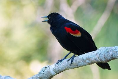 Male red-winged blackbird