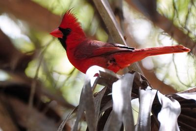 Male northern cardinal