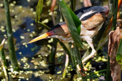 Male least bittern