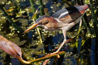 Male least bittern