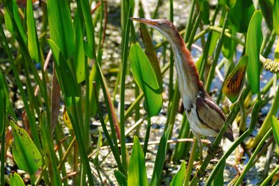 Female least bittern stretching her neck