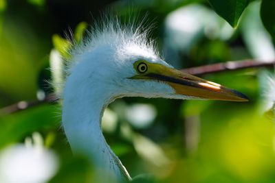 Closeup with a great egret chick