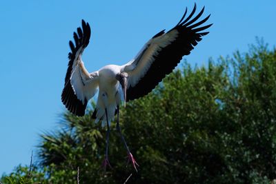 Wood stork ready to land