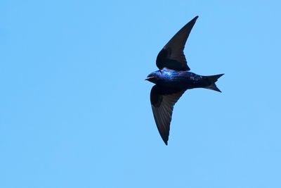 Male purple martin in flight