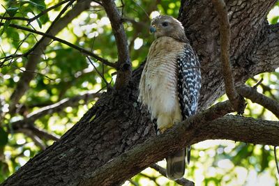 Red-shouldered hawk