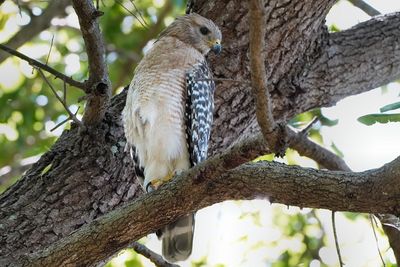 Red-shouldered hawk
