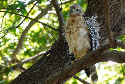 Red-shouldered hawk fluffing and shaking