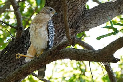 Red-shouldered hawk