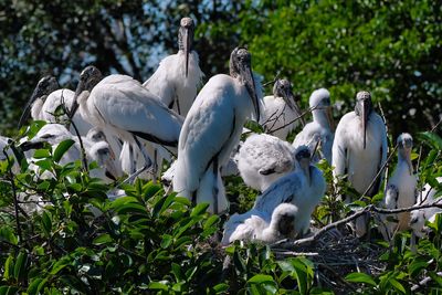 A very crowded tree full of wood storks