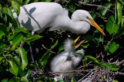 Great egret chick begging for food