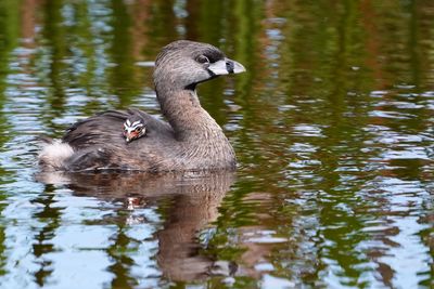 Pied-billed grebe mom with chick onboard