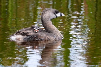 Pied-billed grebe chick out for a ride