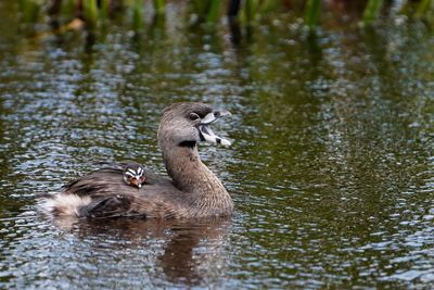 Pied-billed grebe towing her chick