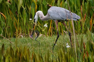 Great blue heron with brown water snake