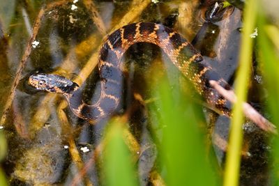 Banded water snake