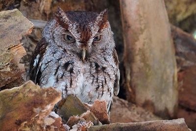 Eastern screech owl - male