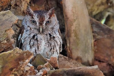 Eastern screech owl - male