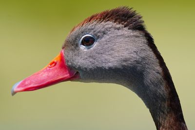 Black-bellied whistling duck closeup