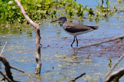Solitary sandpiper