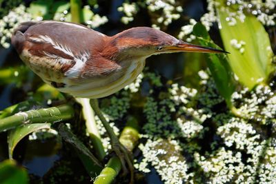 Least bittern