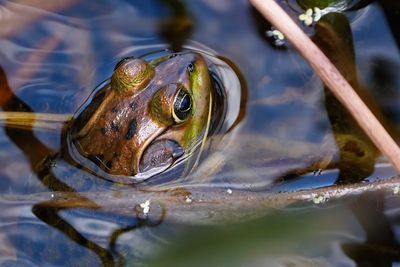 Pig frog closeup