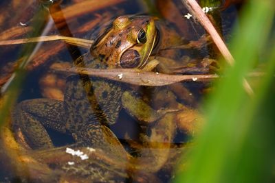 Pig frog