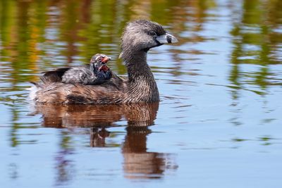 Pied-billed grebe mom with babies on board
