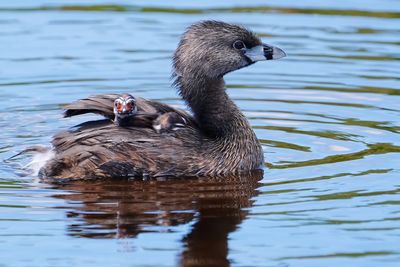 Pied-billed grebe mom with babies on board