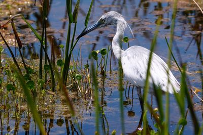 Juvenile little blue heron