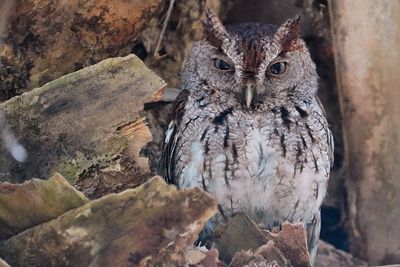 Male eastern screech owl