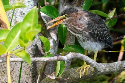 Baby green heron