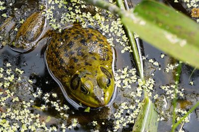 Pig frog