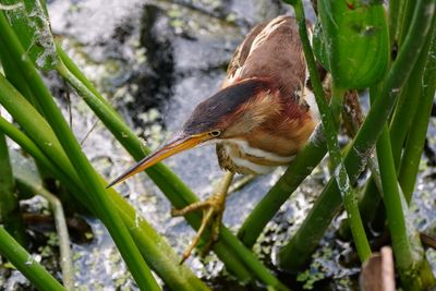 Least bittern