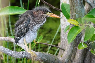 Baby green heron