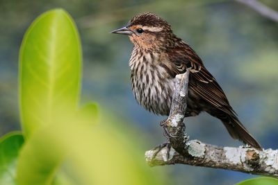 Female red-winged blackbird