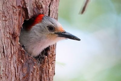 Red-bellied woodpecker mom in her nest