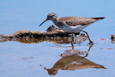 Solitary sandpiper