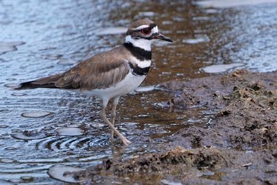 Killdeer