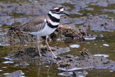 Killdeer