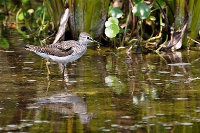 Solitary sandpiper