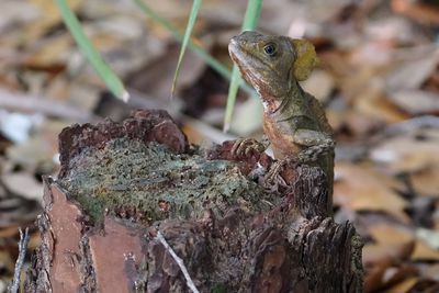 Basilisk lizard on a stump