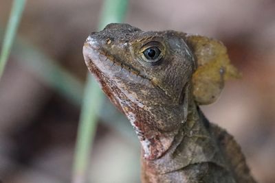 Basilisk lizard closeup