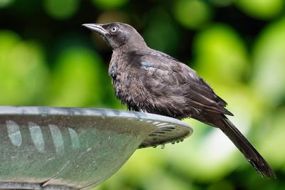 Common grackle