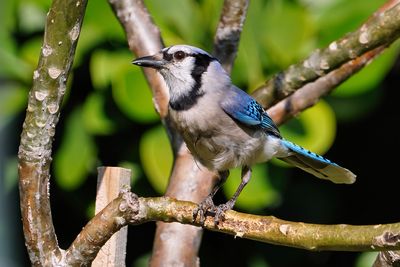 Blue jay